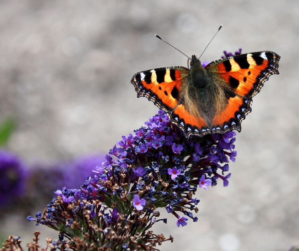 Sommerflieder mit Besucher bei Wind