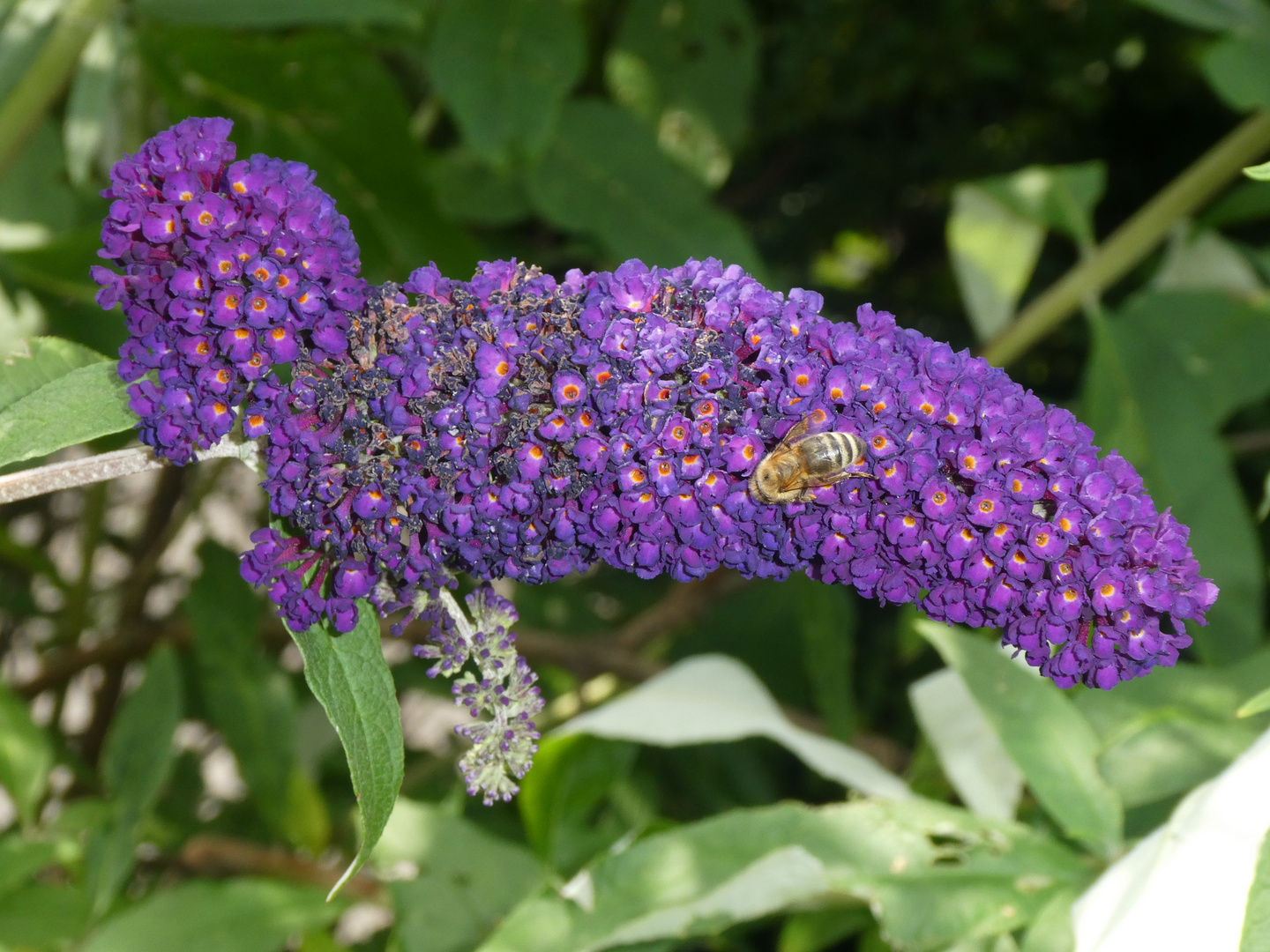 Sommerflieder mit Biene