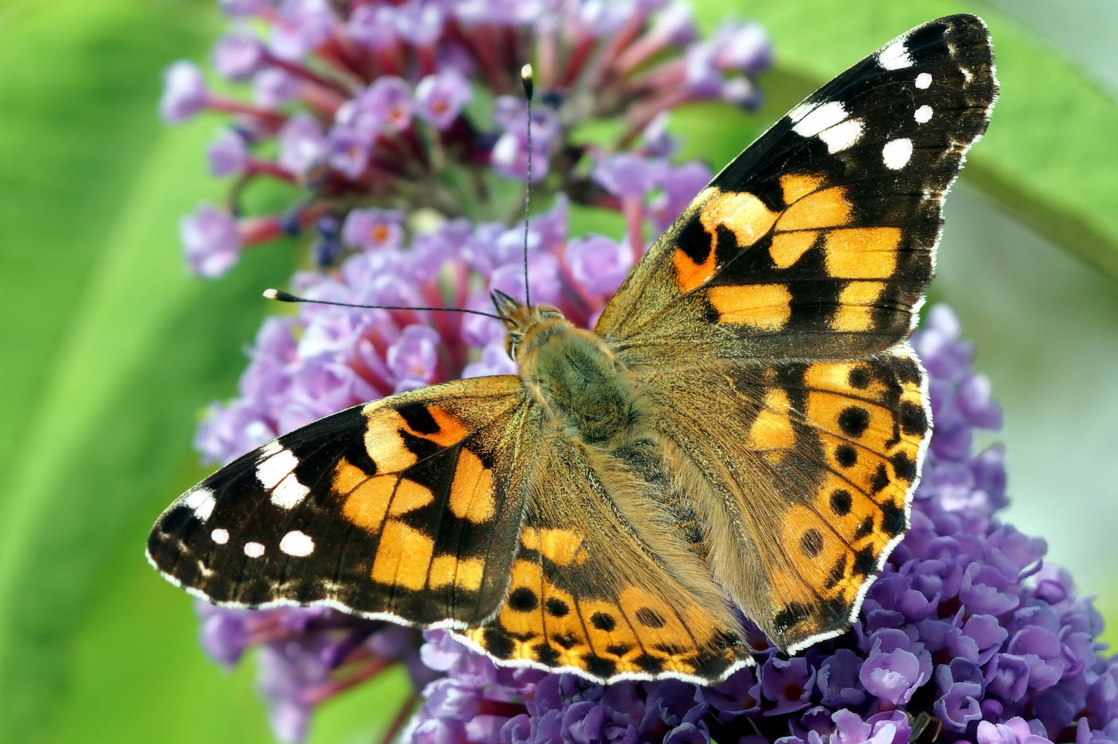 Sommerflieder mit Falter