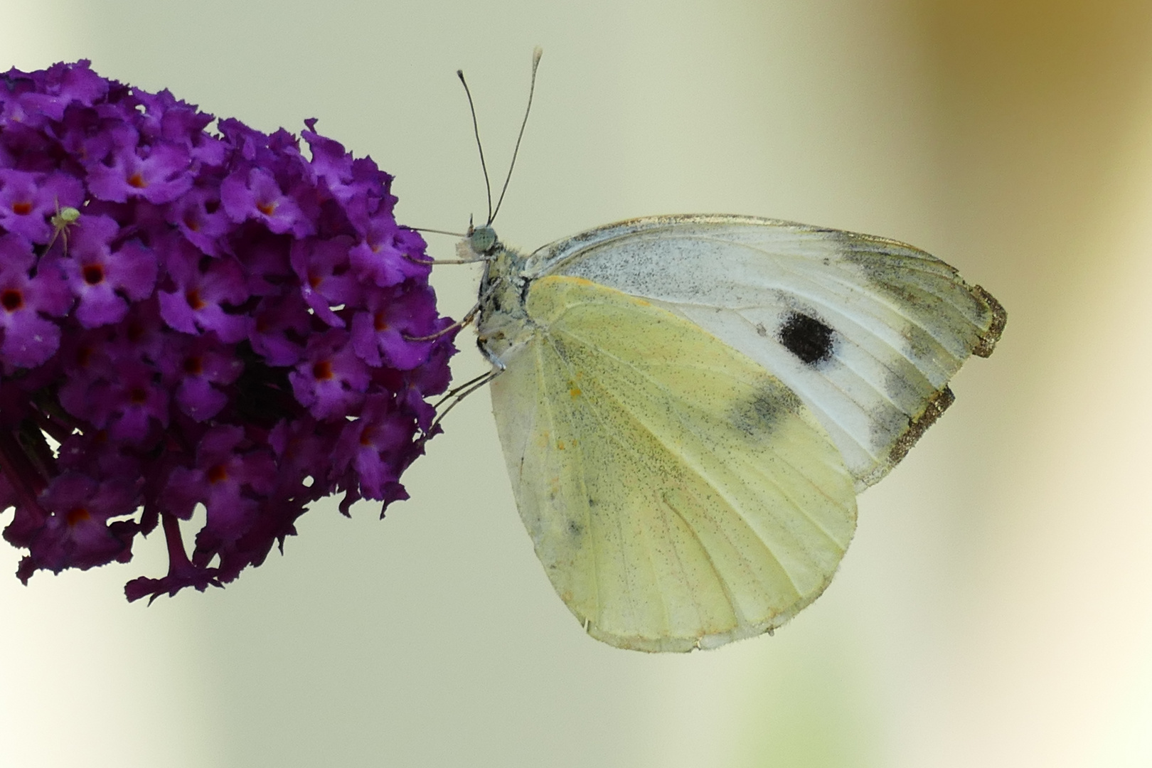 Sommerflieder mit Falter