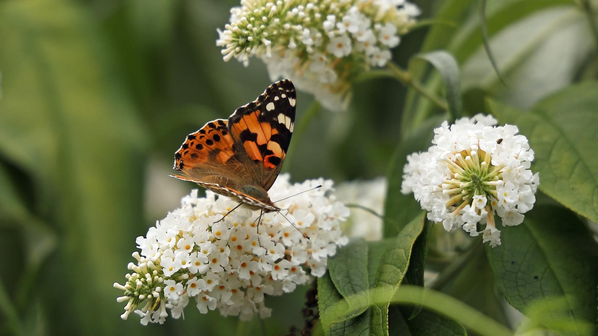 Sommerflieder mit Falter