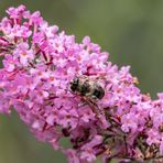 Sommerflieder mit Gast