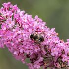 Sommerflieder mit Gast