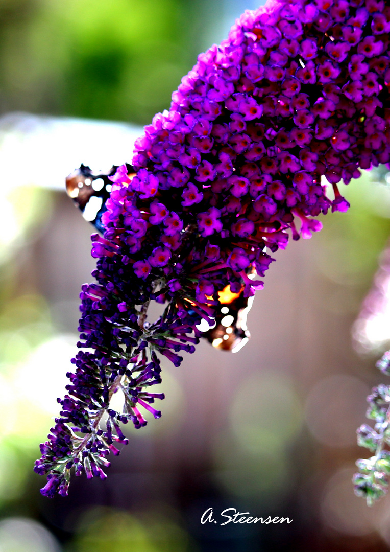 Sommerflieder mit Schmetterling