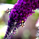 Sommerflieder mit Schmetterling