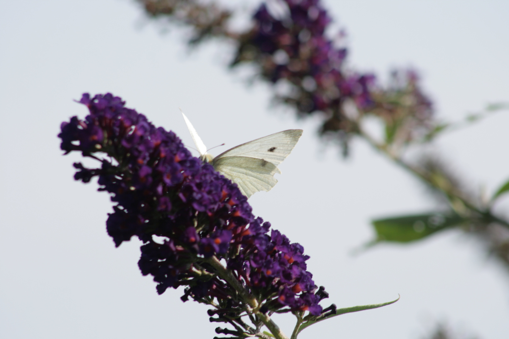 Sommerflieder mit Schmetterling