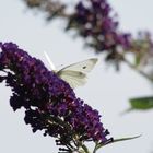 Sommerflieder mit Schmetterling