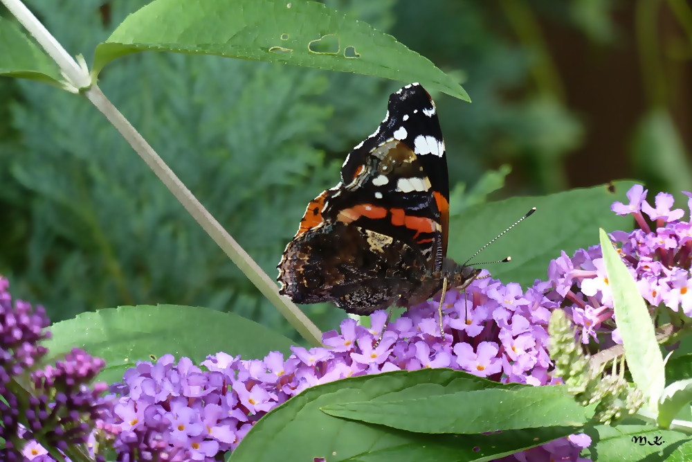 Sommerflieder mit Schmetterling