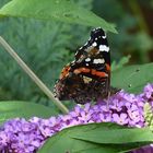 Sommerflieder mit Schmetterling