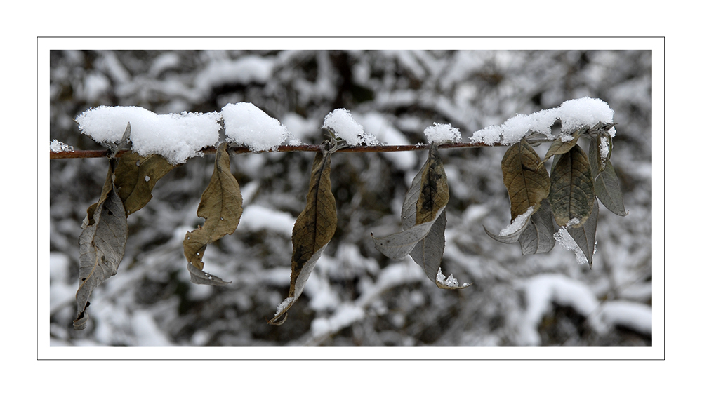 "Sommerflieder mit Schneemützen auf Wäscheleine"