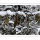 "Sommerflieder mit Schneemützen auf Wäscheleine"