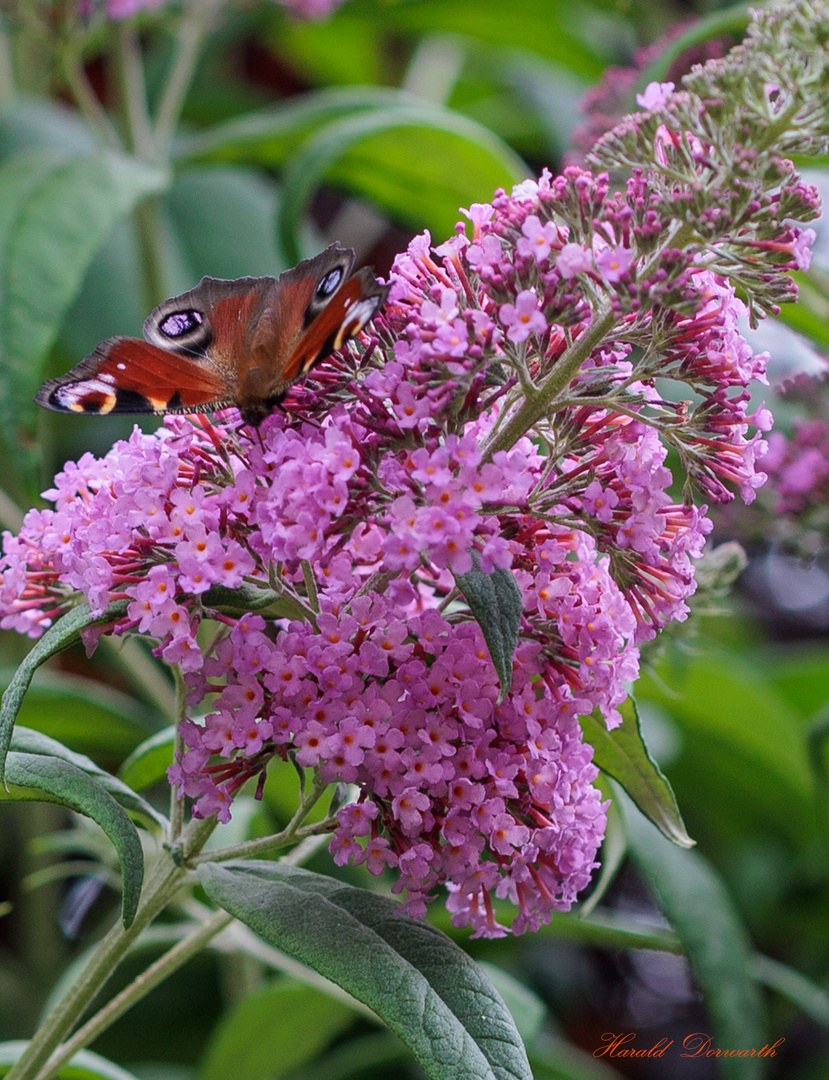 Sommerflieder mit Tagpfauenauge