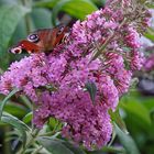 Sommerflieder mit Tagpfauenauge