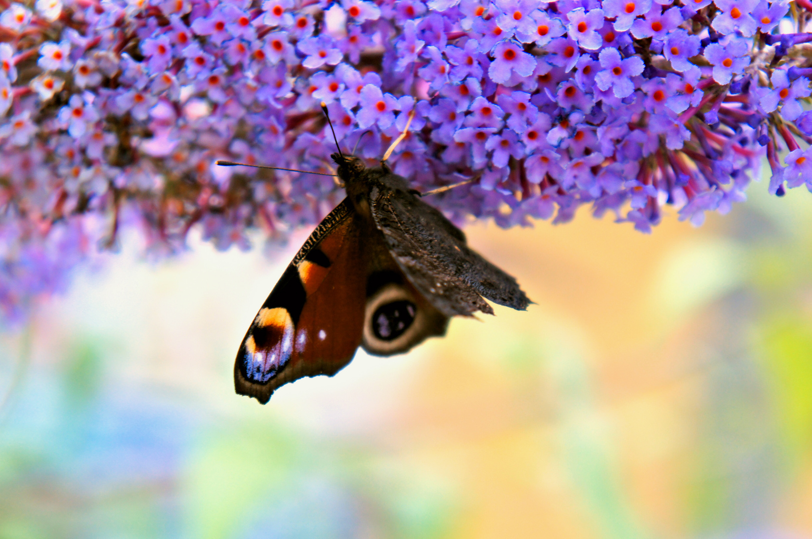 Sommerflieder mit Tagpfauenauge