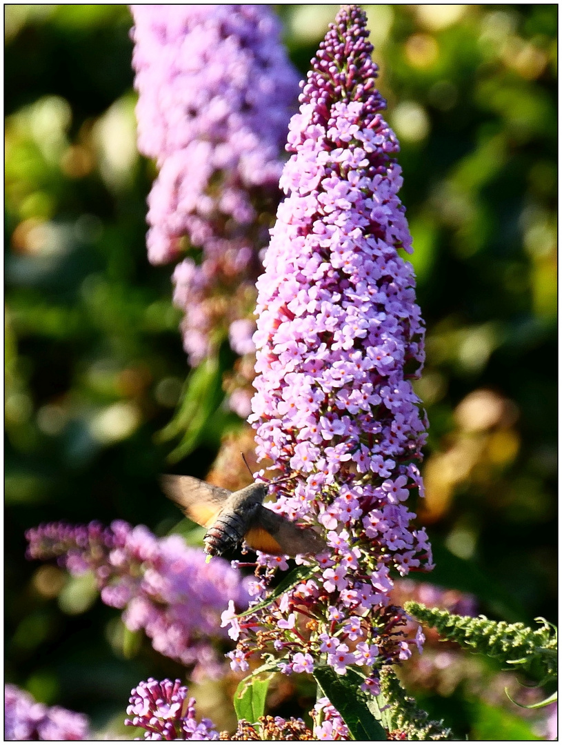 Sommerflieder mit Taubenschwänzchen