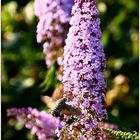 Sommerflieder mit Taubenschwänzchen