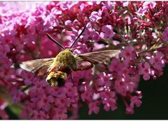 sommerflieder  paradies