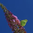 Sommerflieder schmeckt halt