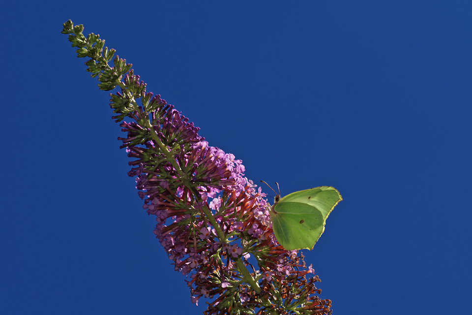 Sommerflieder schmeckt halt