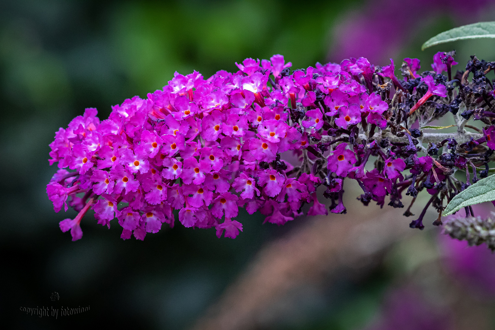 Sommerflieder - Schmetterlingsflieder