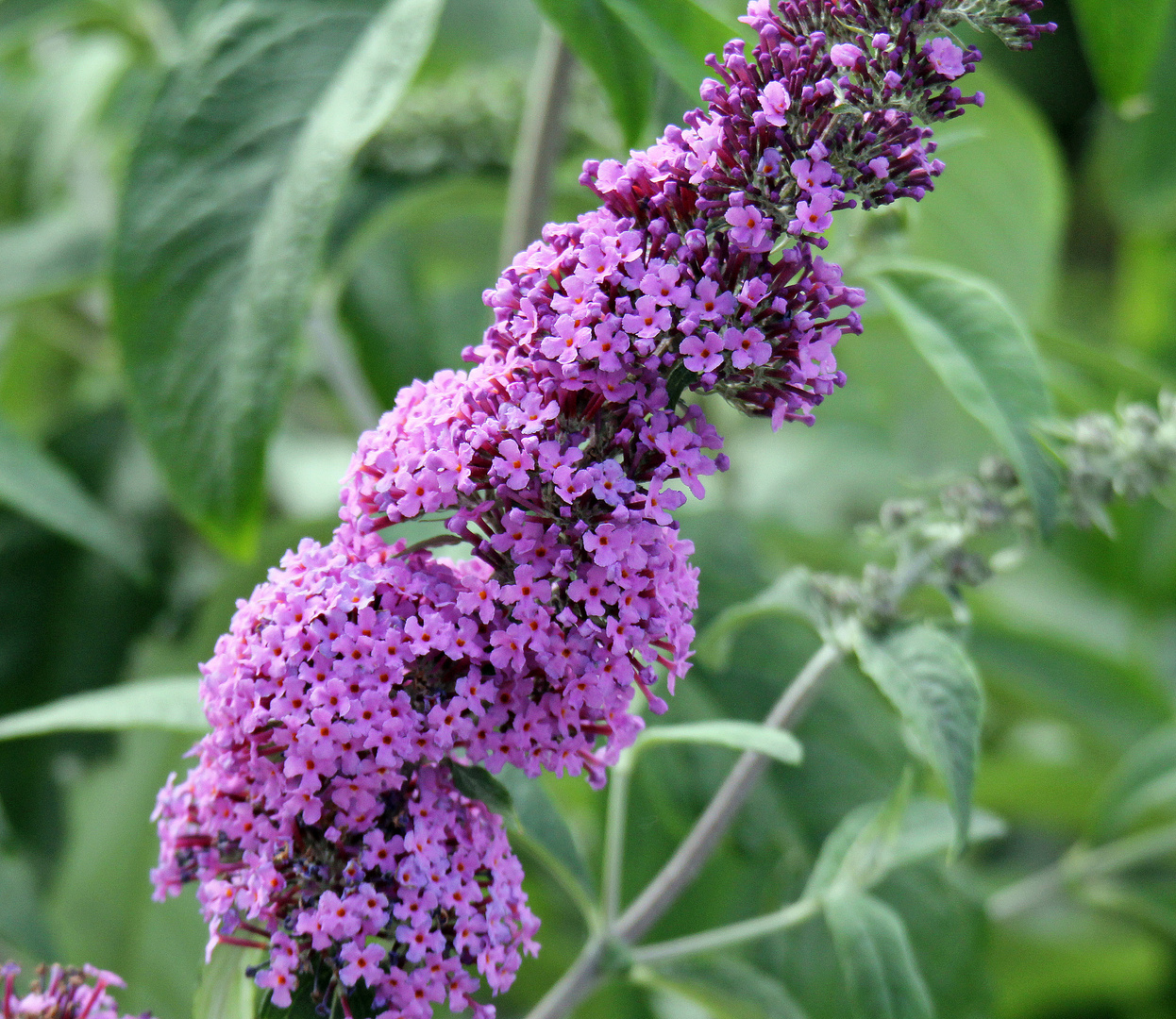 Sommerflieder - Schmetterlingsflieder  (Buddleja davidii) 