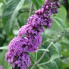 Sommerflieder - Schmetterlingsflieder  (Buddleja davidii) 