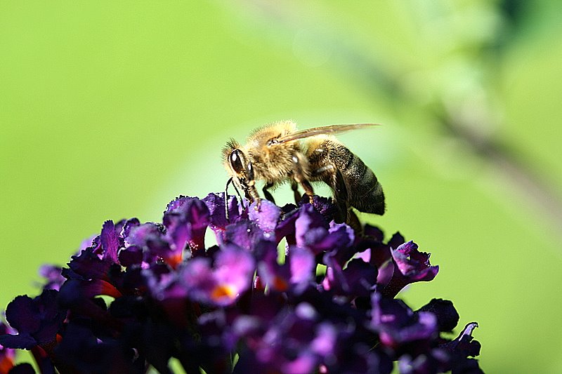 Sommerflieder, Sonnendeck