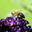 Sommerflieder, Sonnendeck