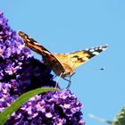 Sommerflieder und der Schmetterling