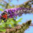 sommerflieder und falter