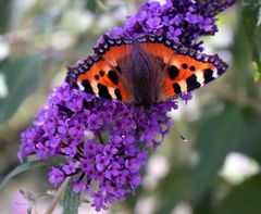 Sommerfliederidylle