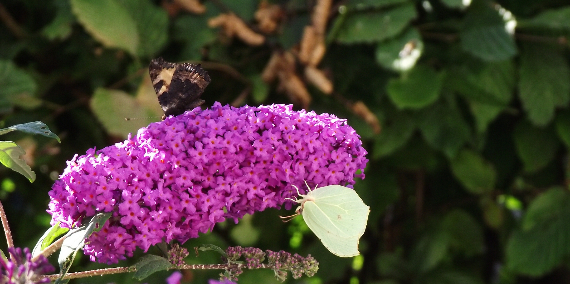 Sommerfliederstrauch