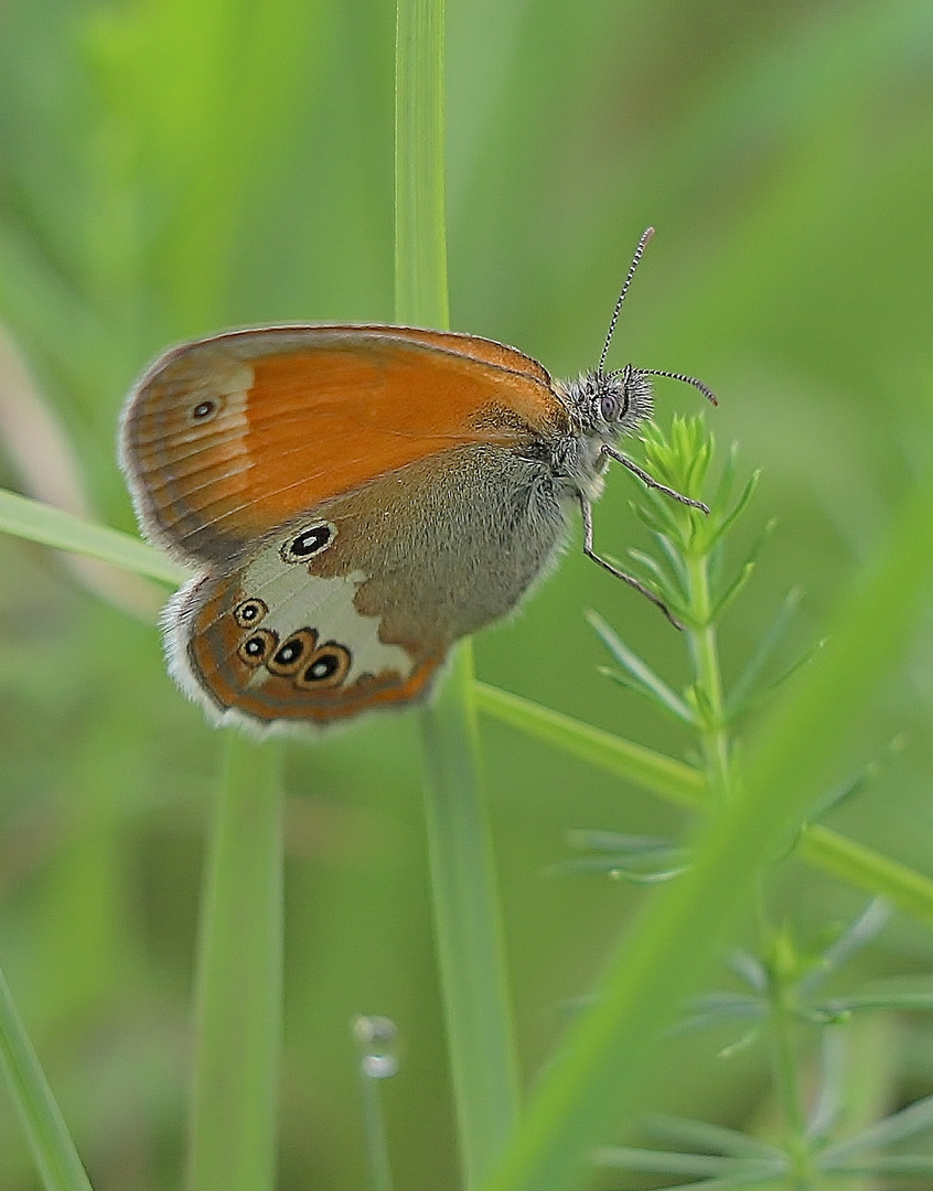 Sommerflieger