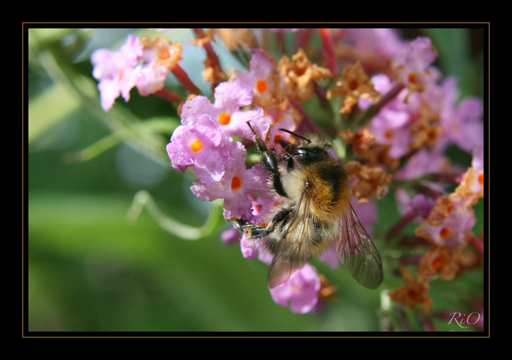 Sommerflieger …