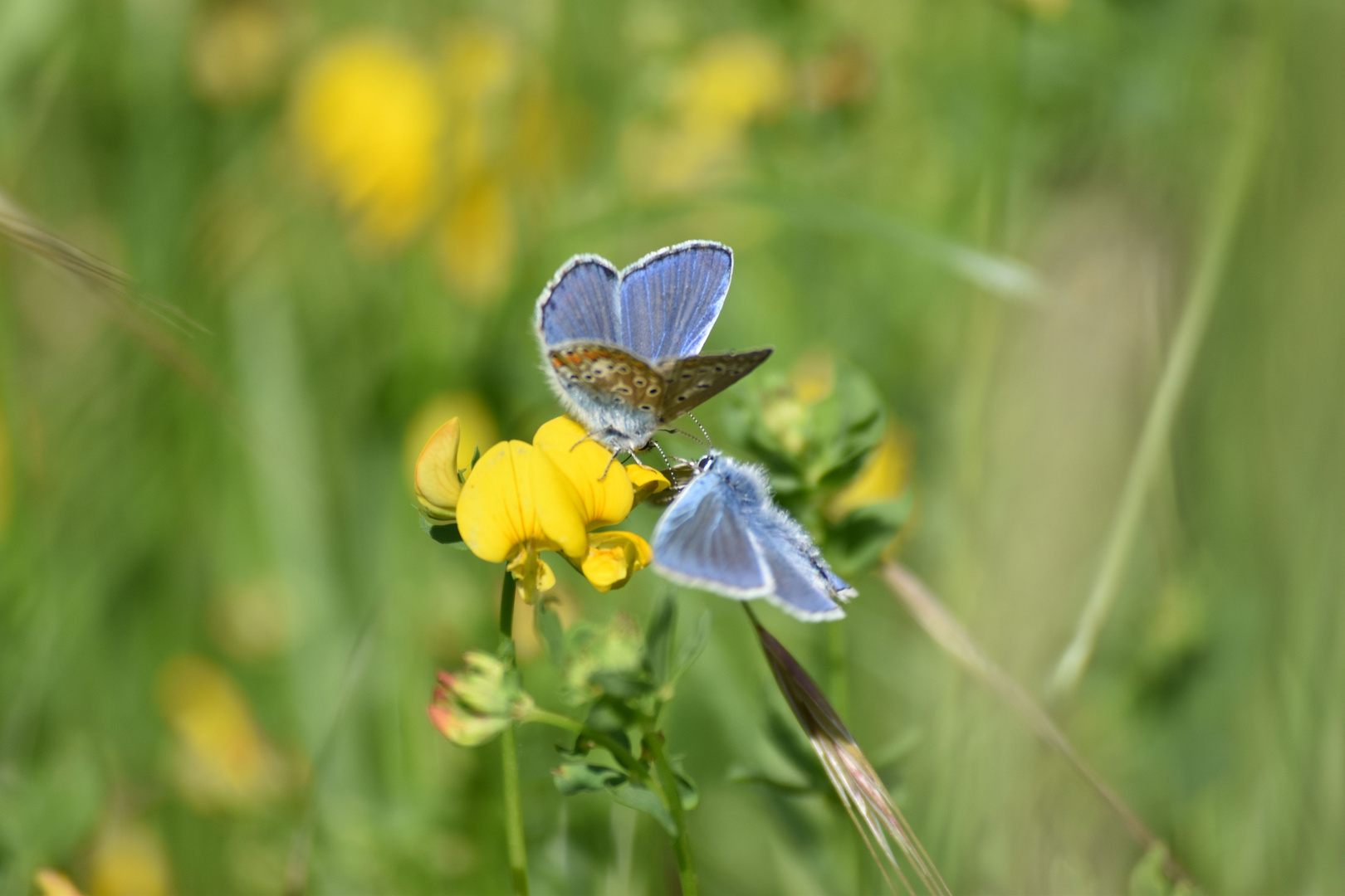 Sommerflirt