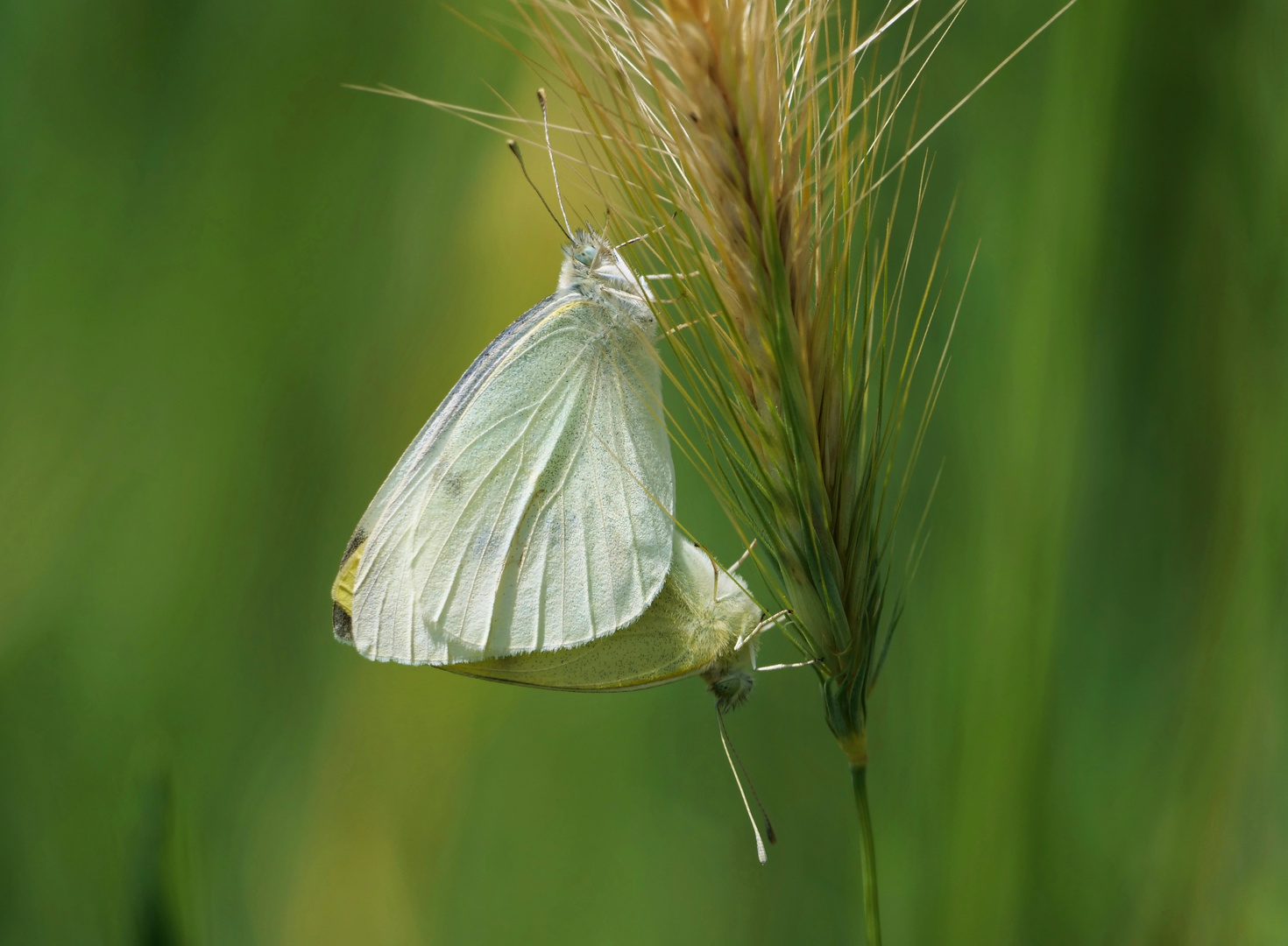 Sommerflirt