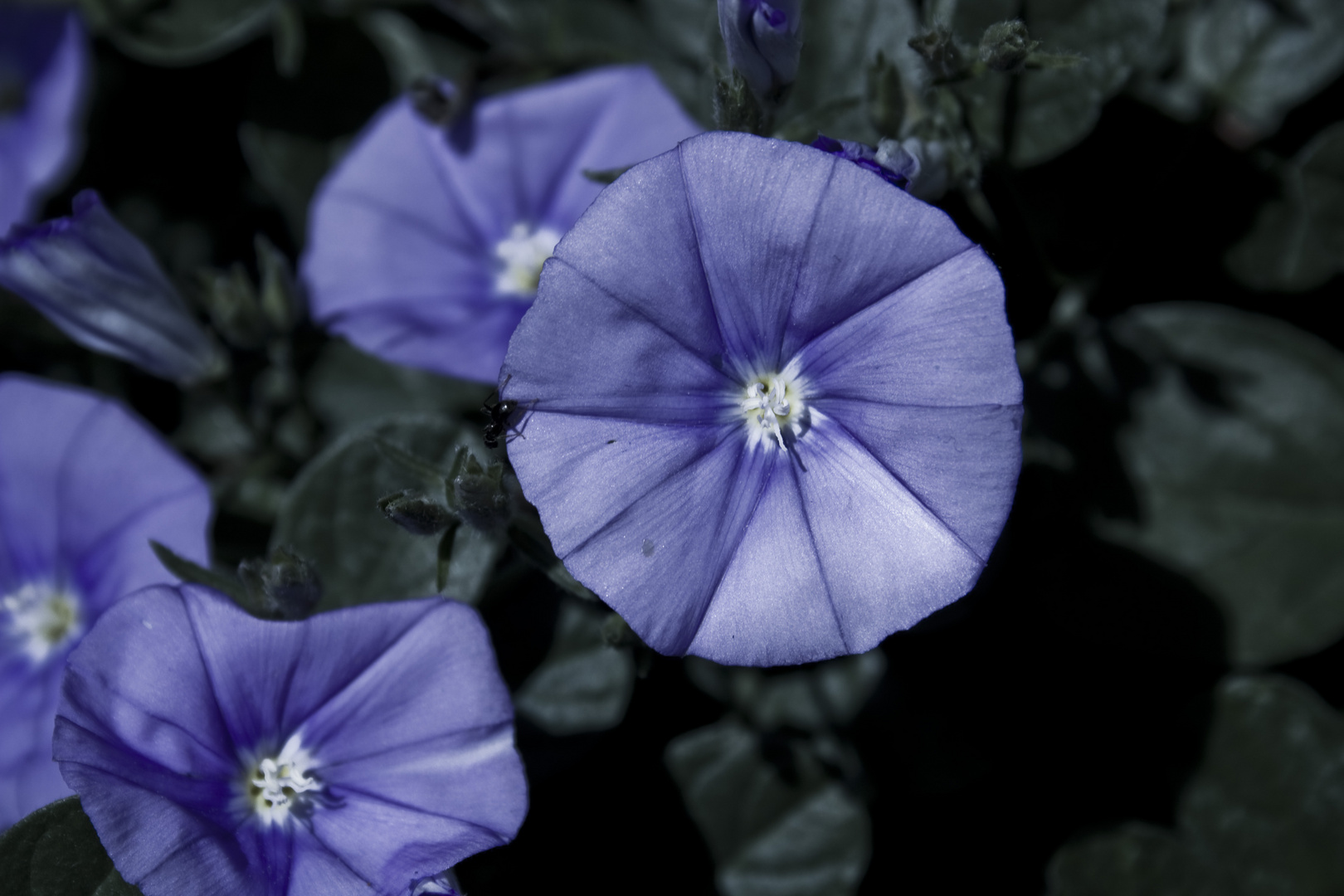 sommerflor Blaue Mauritius