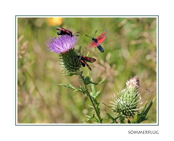 Sommerflug