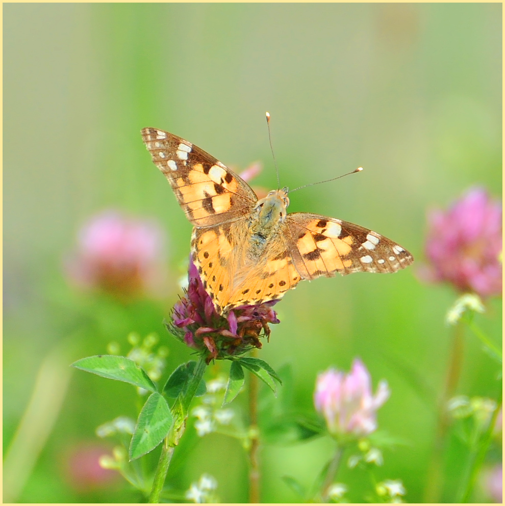 Sommerflug