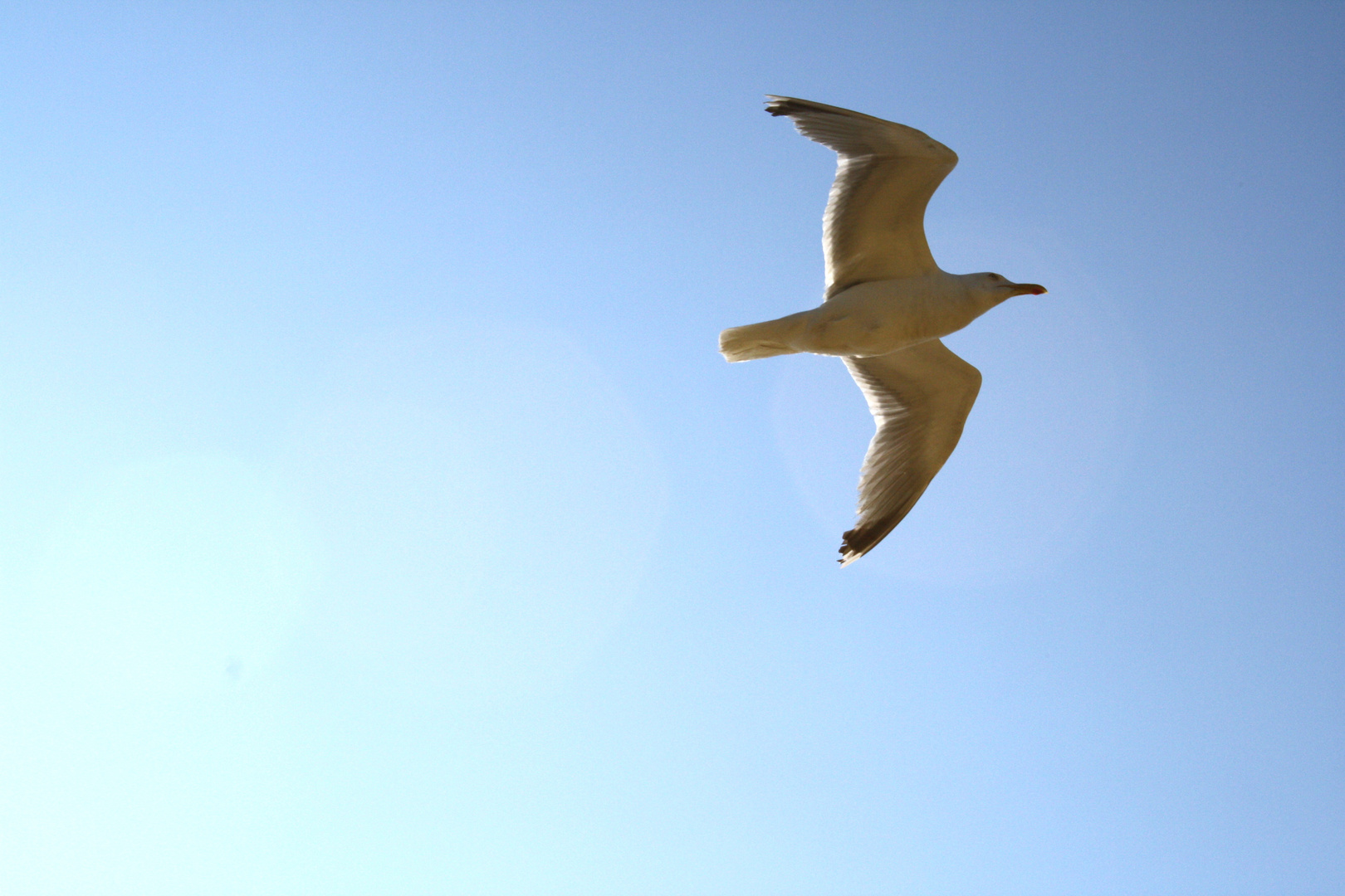 Sommerflug