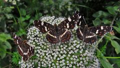 Sommerform vom Landkärtchen