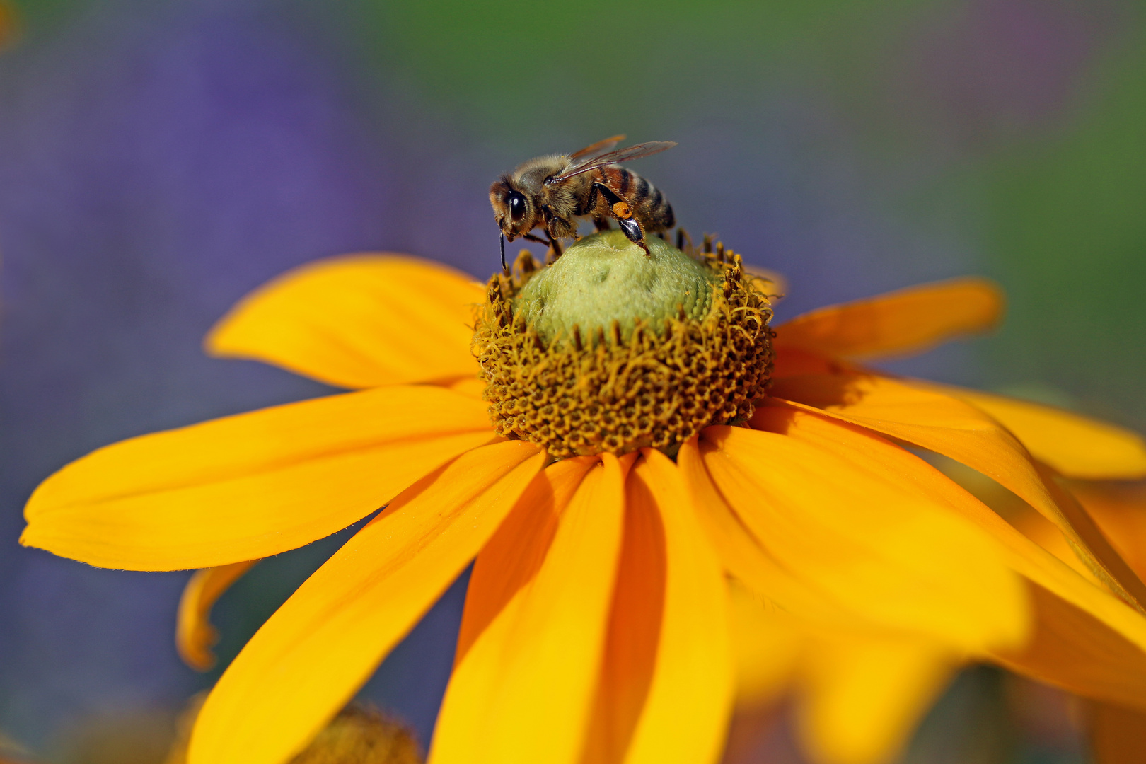 Sommerfoto