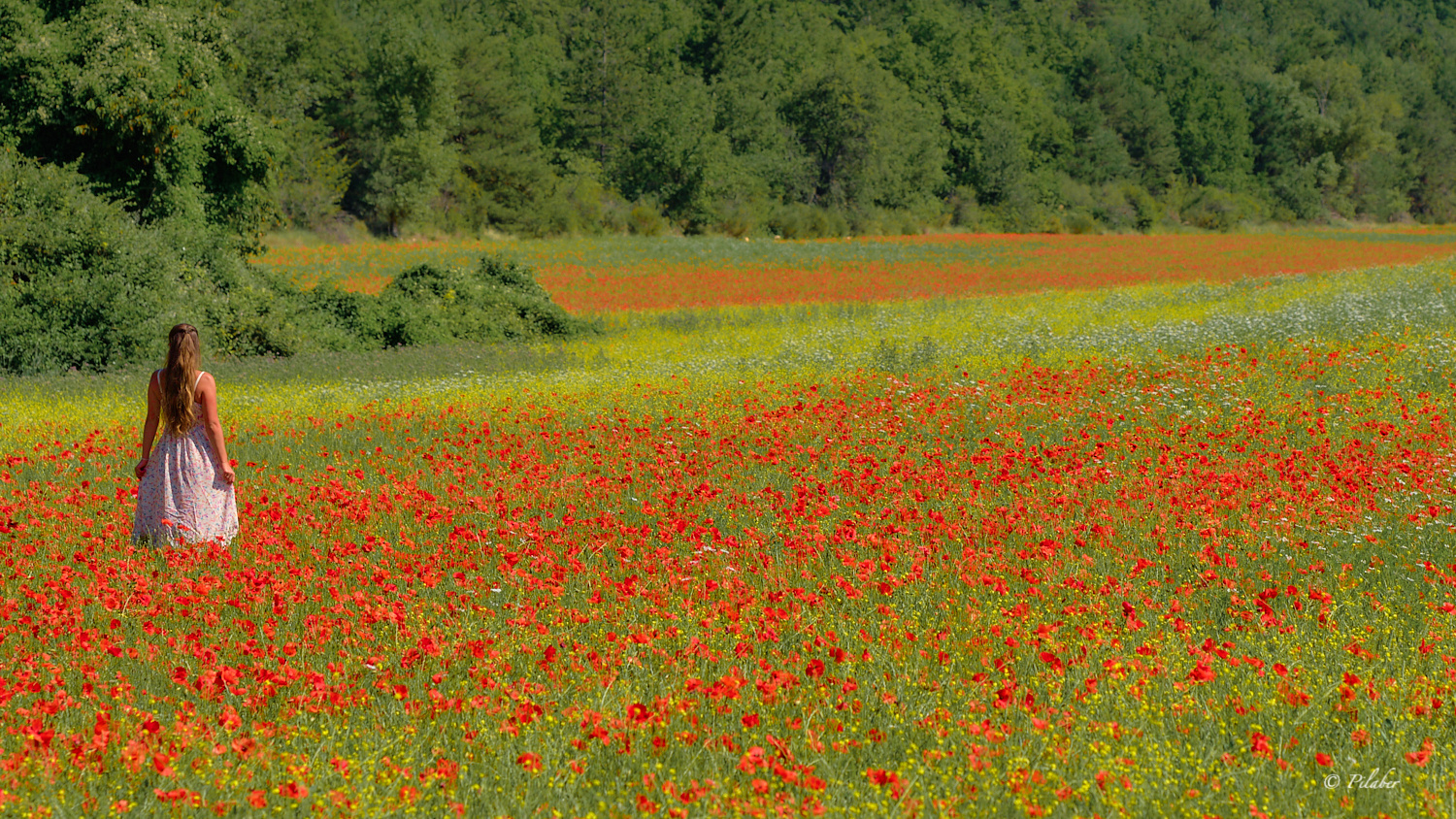 Sommerfreude