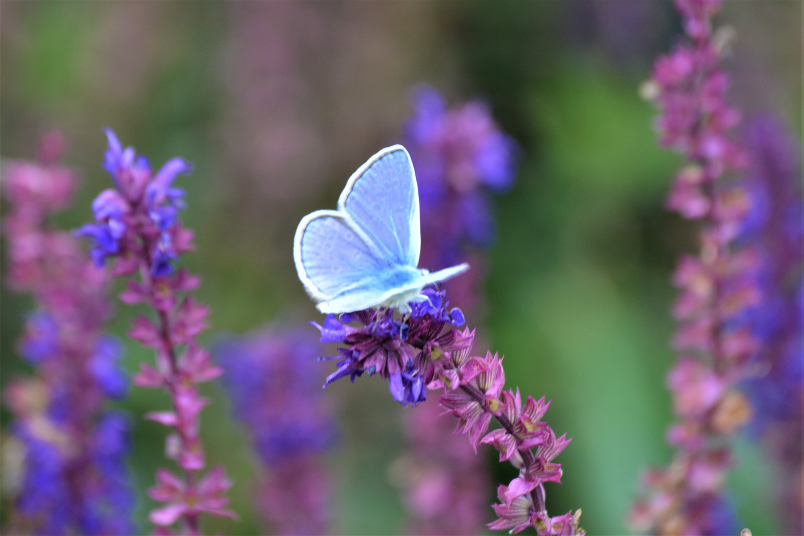 Sommerfreude