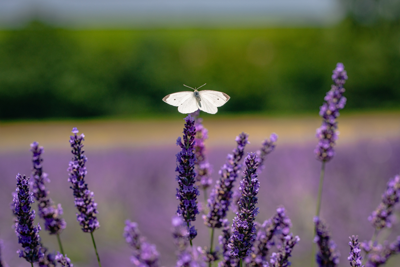 Sommerfreude .....