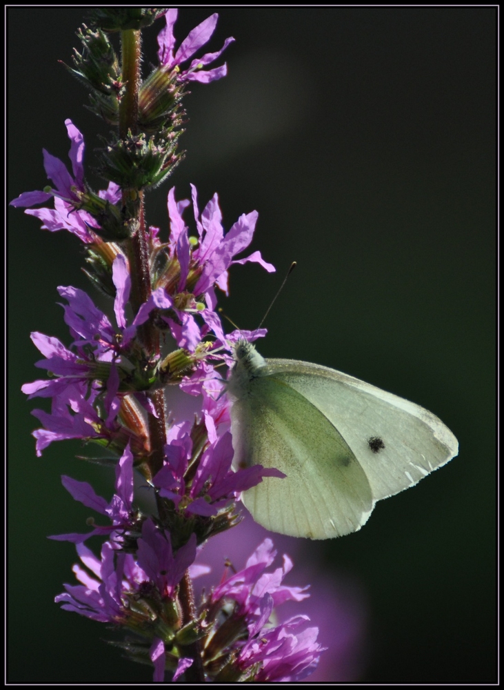 Sommerfreude