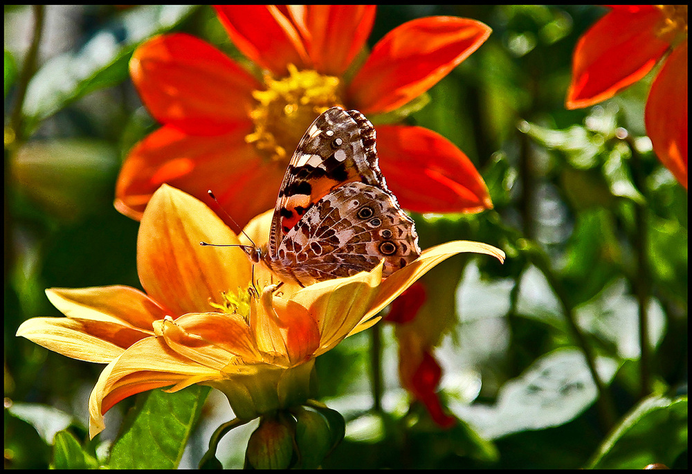 Sommerfreude