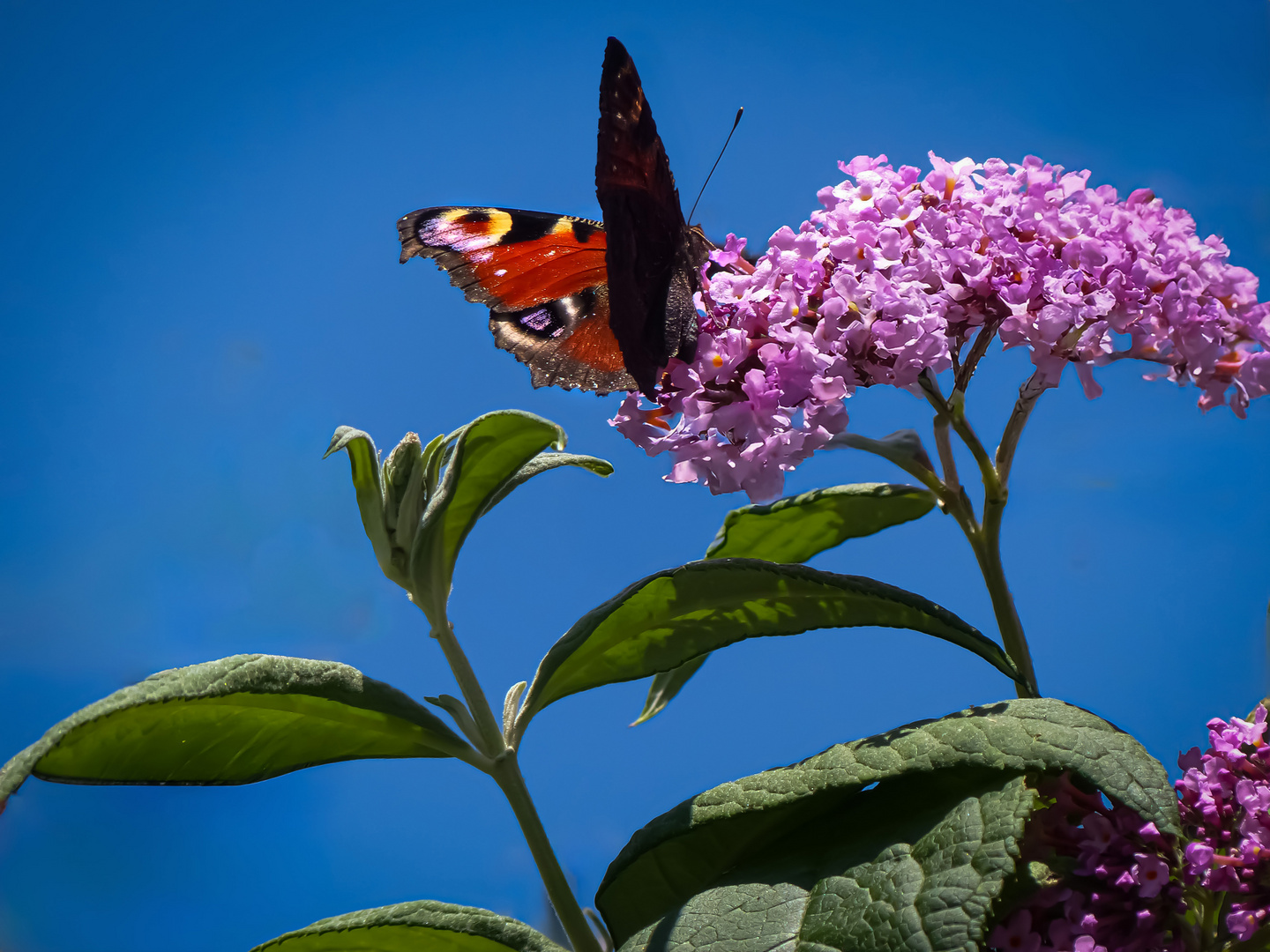 Sommerfreude