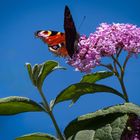 Sommerfreude