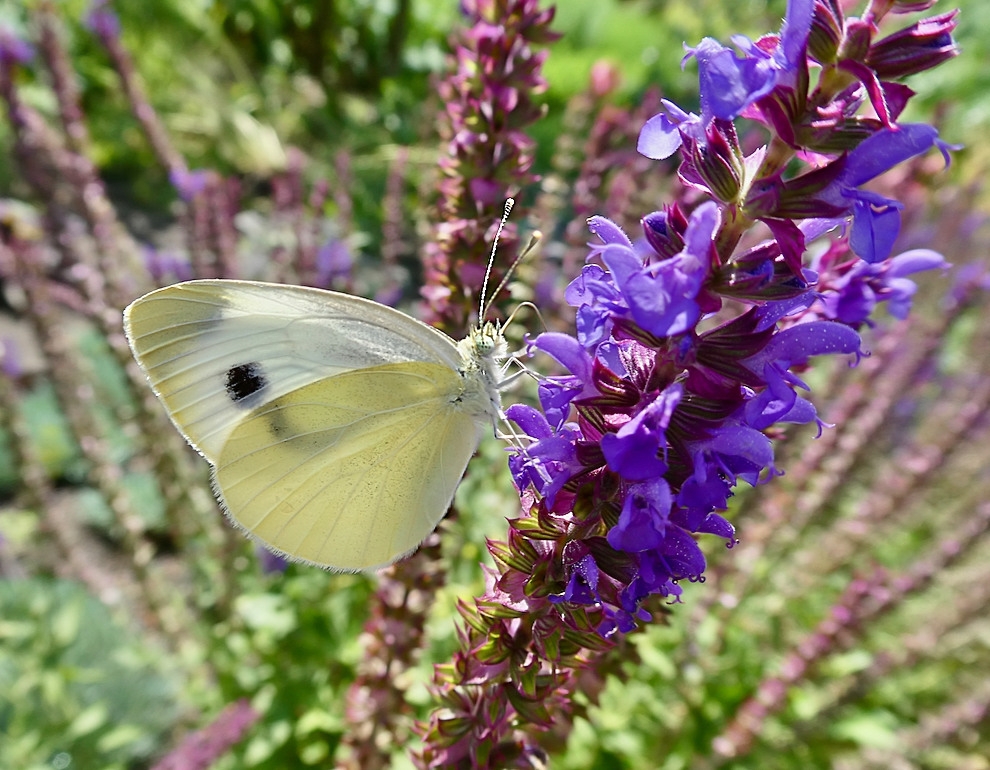 Sommerfreude